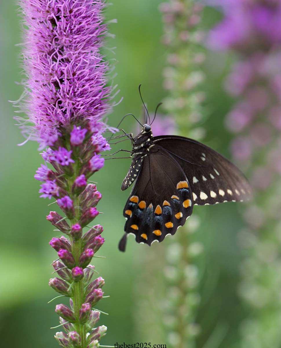 Attract Butterflies to Your Small Garden with These Flowering Perennials 4