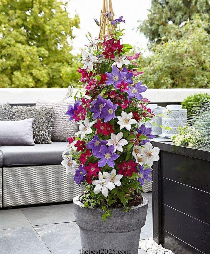 How to Grow Clematis in Containers 2