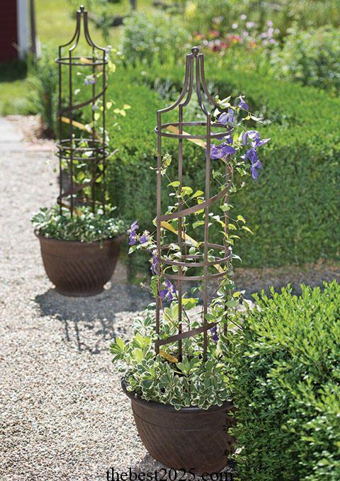 How to Grow Clematis in Containers 5