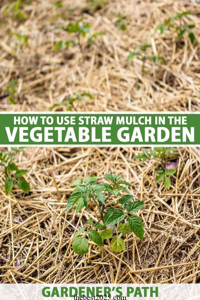 How to Use Straw Mulch in the Vegetable Garden 2