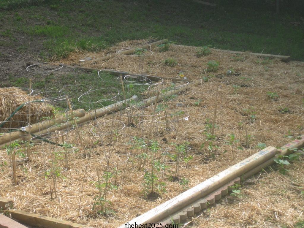 How to Use Straw Mulch in the Vegetable Garden 3