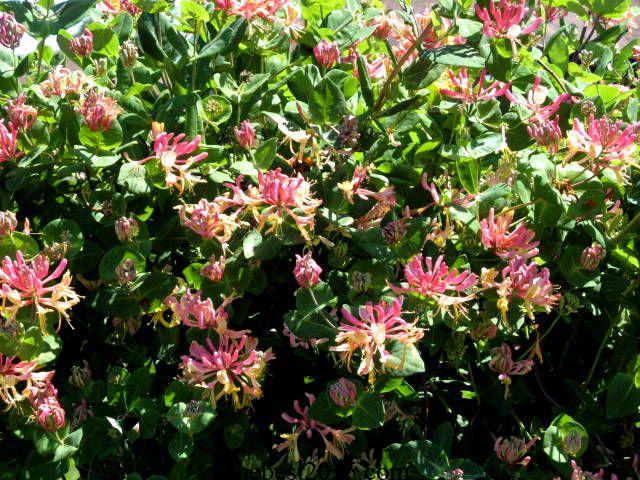 Types of Honeysuckle Plants: 13 of the Best Species for Your Garden 3