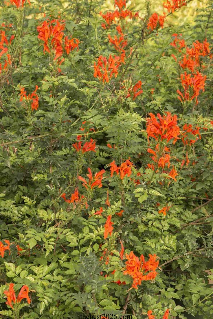 Types of Honeysuckle Plants: 13 of the Best Species for Your Garden 2