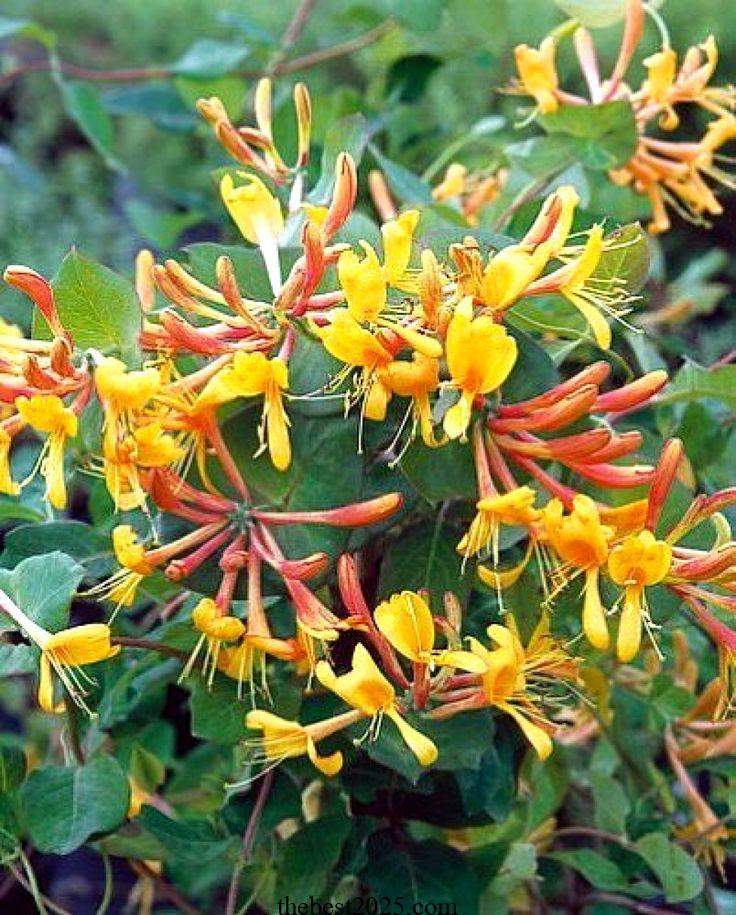 Types of Honeysuckle Plants: 13 of the Best Species for Your Garden 4