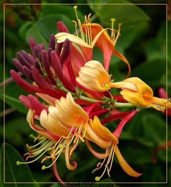 Types of Honeysuckle Plants: 13 of the Best Species for Your Garden 5