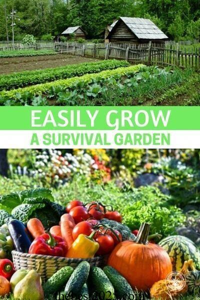 What Is a Survival Garden? Tips to Grow Your Own 2