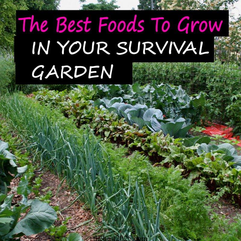 What Is a Survival Garden? Tips to Grow Your Own 3